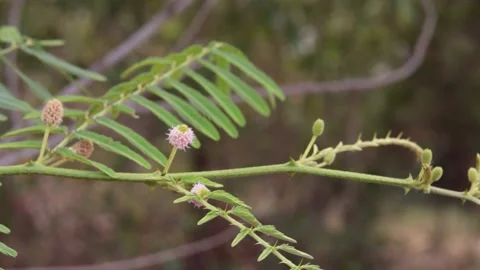 Green leaf with blurred background Video stock 170643811