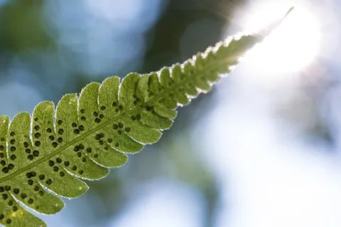 Green leaf on blurred background Stock Photos