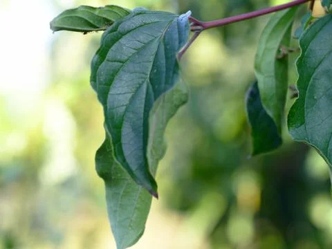 Green leaf of blurred background Stock Photos