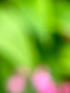 Green leaf blurred background Stock Photos