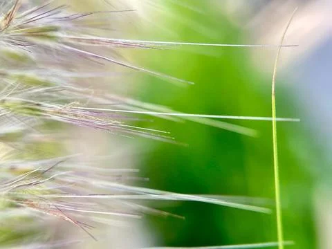 Green leaf blurred background Stock Photos
