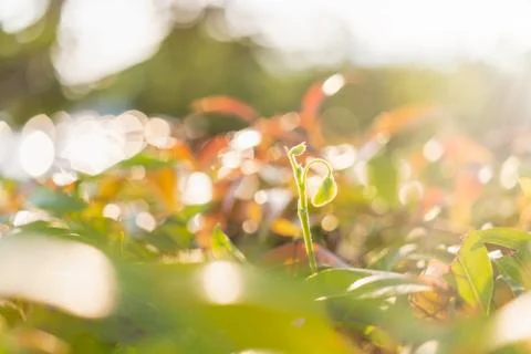 Green leaf on blurred greenery background Stock Photos