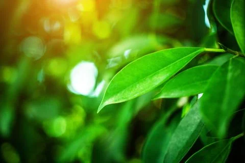 Green leaf on blurred greenery background concept. Stock Photos