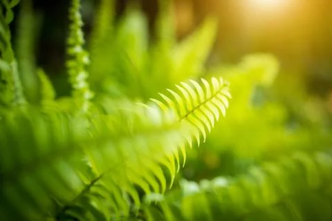 Green leaf on blurred greenery background concept. Stock Photos