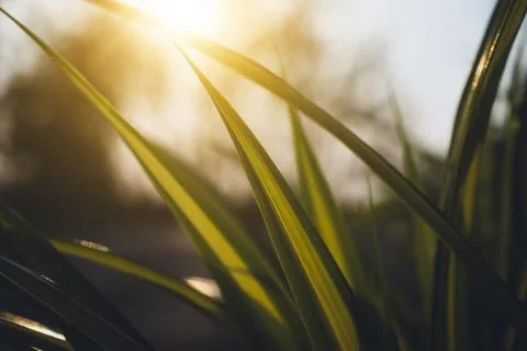 Green leaf on blurred greenery background concept. Stock Photos