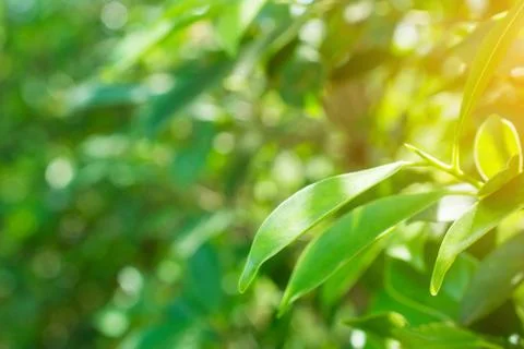 Green leaf on blurred greenery background concept. Stock Photos
