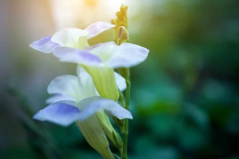 Green leaf on blurred greenery background concept. Foto stock