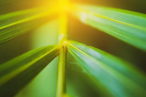 Green leaf on blurred greenery background concept. Stock Photos