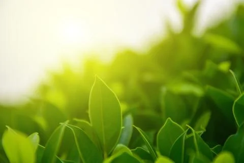 Green leaf on blurred greenery background concept Stock Photos
