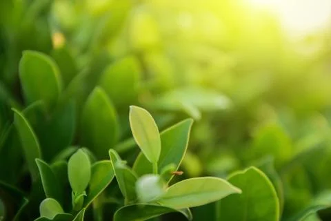 Green leaf on blurred greenery background concept Stock Photos