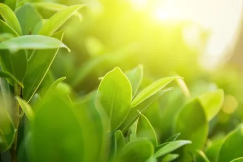 Green leaf on blurred greenery background concept Stock Photos