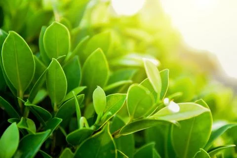 Green leaf on blurred greenery background concept Stock Photos