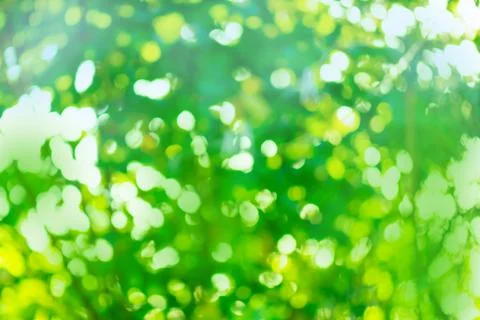 Green leaf on blurred greenery background.  Blurred leaves on the tree in gar 스톡 사진
