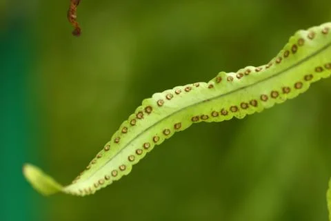Green leaf blury background Stock Photos