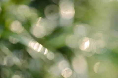 Green leaf bokeh background Stock Photos