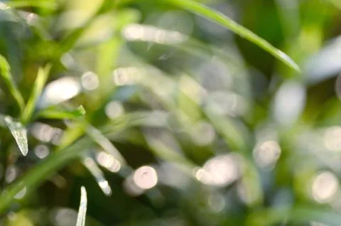 Green leaf bokeh background Stock Photos