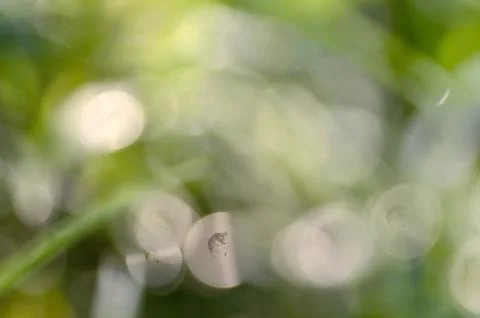 Green leaf bokeh background Foto stock