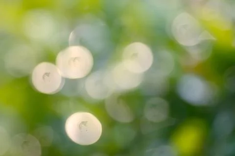 Green leaf bokeh background Stock Photos