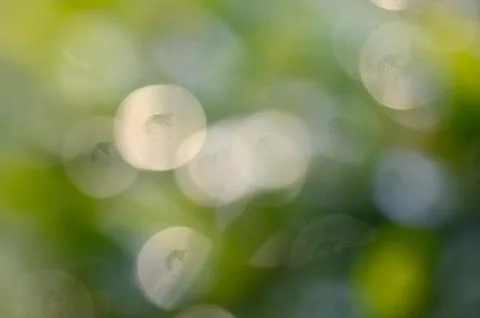 Green leaf bokeh background Stock Photos