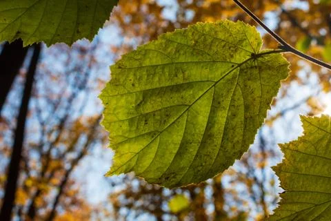 Green leaf with bokeh background Stock Photos