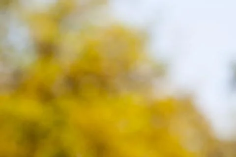 Green leaf bokeh pattern background for design. Abstract blur green color for Stock Photos