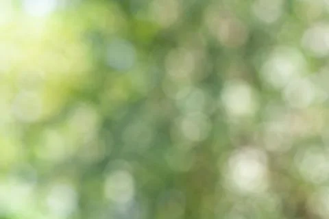 Green leaf bokeh pattern background for design. Abstract blur green color for Stock-Fotos