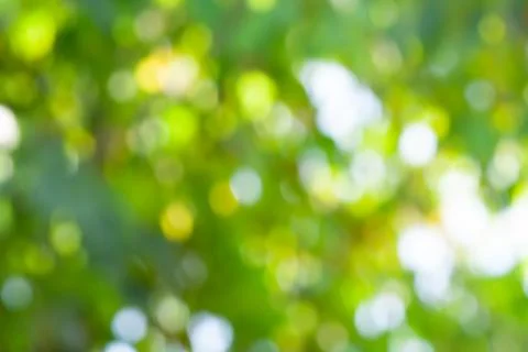 Green leaf bokeh pattern background for design. Abstract blur green color for Stock Photos