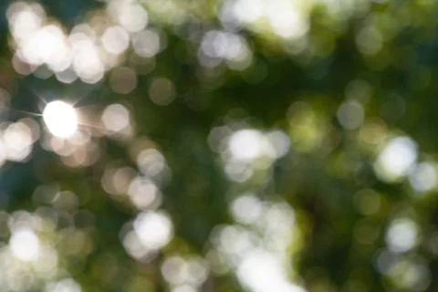 Green leaf bokeh pattern background for design. Abstract blur green color for Stock Photos