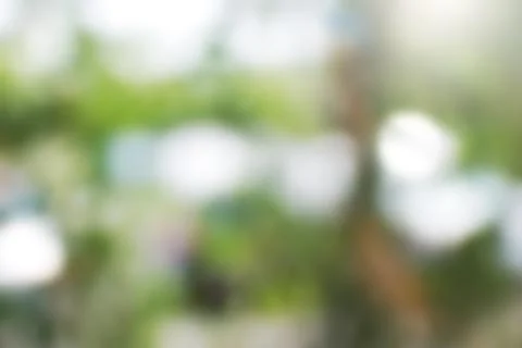 Green leaf bokeh Stock Photos