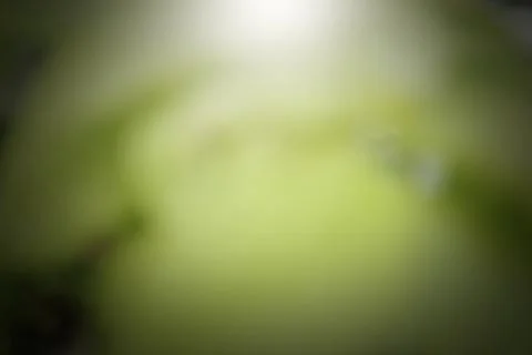 Green leaf bokeh Stock Photos