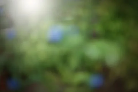 Green leaf bokeh Stock Photos