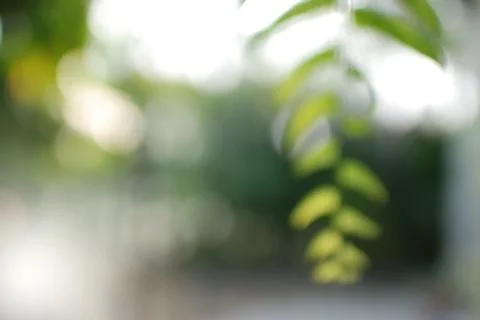 Green leaf bokeh Stock Photos