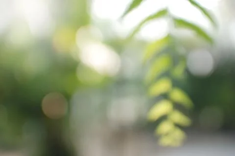 Green leaf bokeh Stock Photos