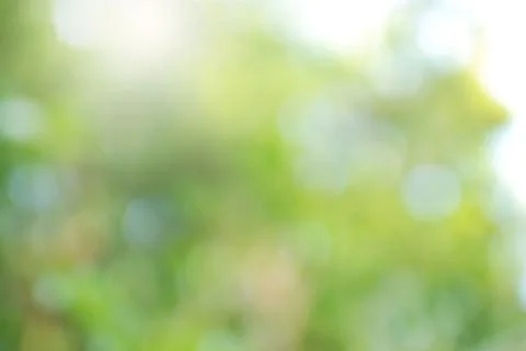 Green leaf bokeh Stock Photos