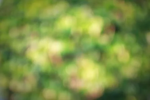 Green leaf bokeh Stock Photos