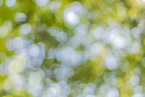 Green leaf bokeh from the sun shining through the outdoor forest. Bokeh backg Stock Photos