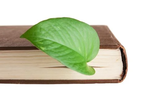 Green leaf bookmark in a book Foto stock