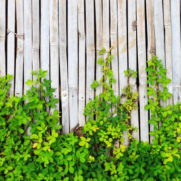 Green leaf border on bamboo panel background Stock-Fotos
