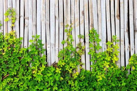 Green leaf border on bamboo panel background Stock Photos