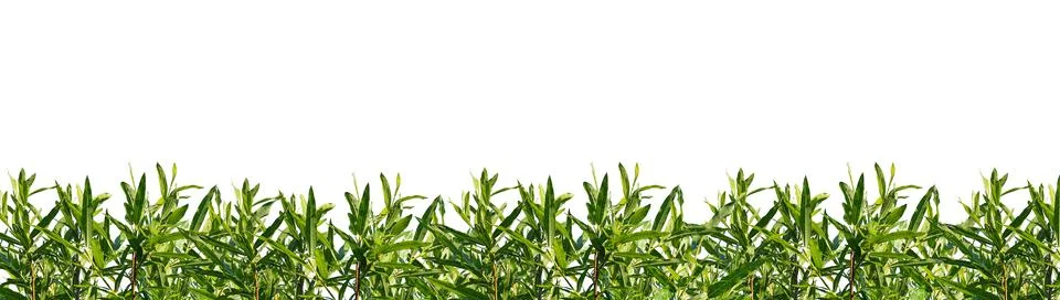 Green leaf border, leaves, decorative edge, natural horizontal botanical Foto stock