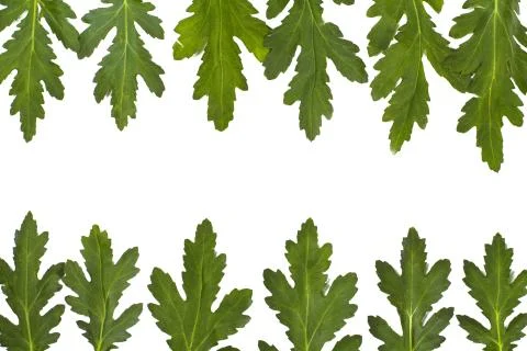 Green leaf border over white. closeup Stock Photos