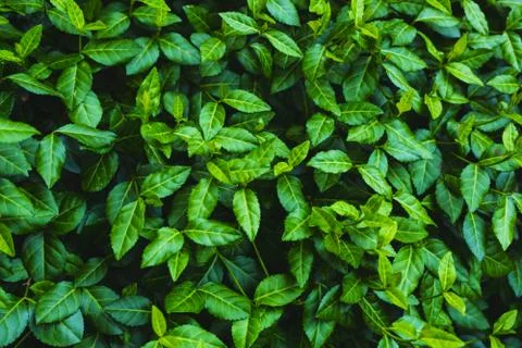 Green leaf brackground Stockfoto's