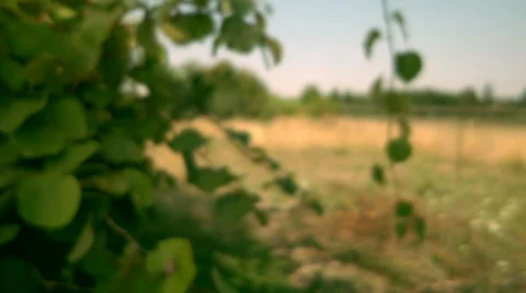 A green leaf on branch blows in the wind Stock Footage 33990875