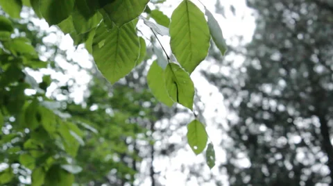 Green leaf branch, in slight wind Stock Footage
