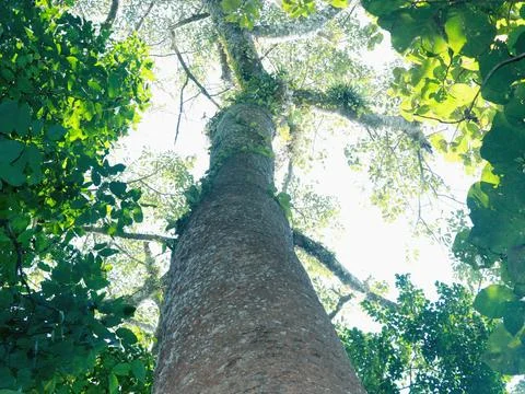 Green leaf on branch of a tree on sky background, natural tropical tree Stock Photos
