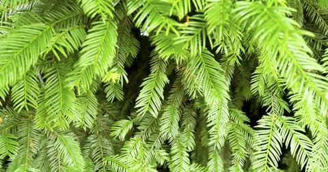 Green leaf branches hang down in a dense pattern during the daytime in a forest Stock Photos
