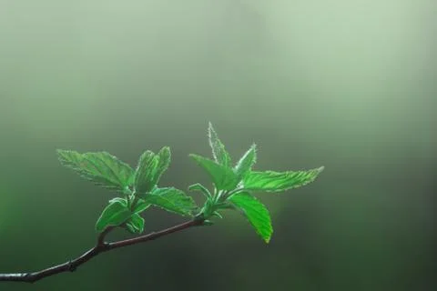 Green leaf on the branches isolate on green background Stock Photos