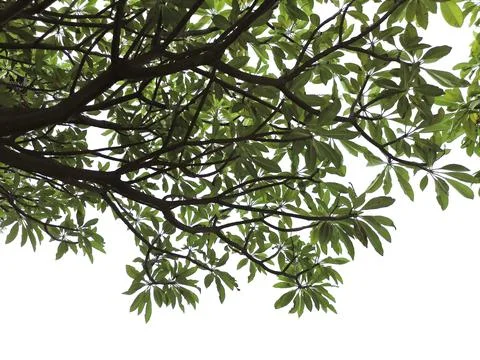 Green leaf on the branches isolate on white background Stock Photos