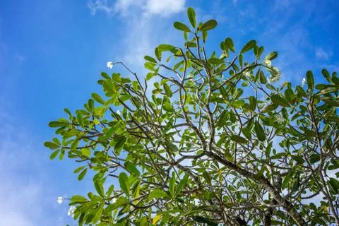 Green leaf branches of tree on blue sky background Stock Photos