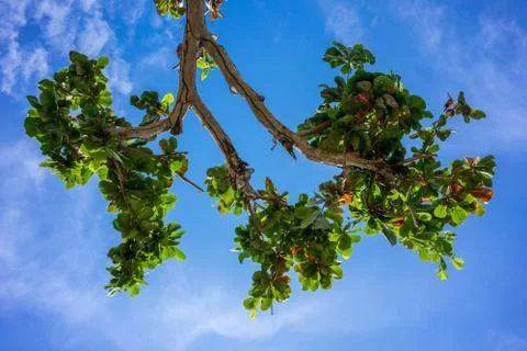 Green leaf branches of tree on blue sky background Stock Photos
